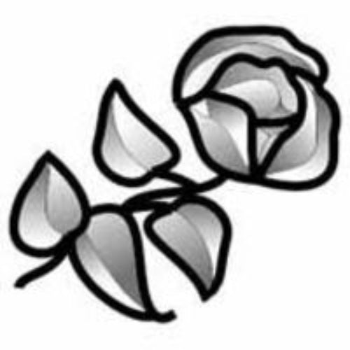 Rose Bevel Cluster