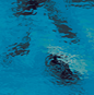 Deep Aqua Waterglass