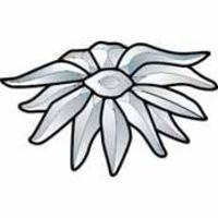 Daisy Bevel Cluster
